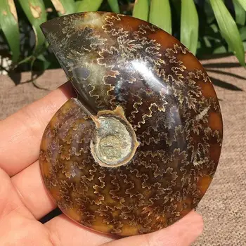 1PC Naravnih 2.6 cm-4 cm Mavrična Ammonite Ammolite Significative Plati Fosilnih Gem Kamen Zbirateljski Primerek Madagaskar R7V0