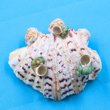 Naravni Pokrovača Seashell Clam Obrti Milo Imetnik Beach Poroka Okraski Akvarij Krajine Dekor Lupine za Nakit, Izdelava